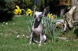 CHIEN NU CHINOIS 115